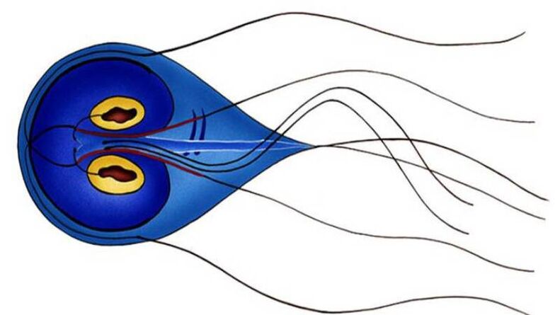 Giardia, parazitas žmogaus plonojoje žarnoje