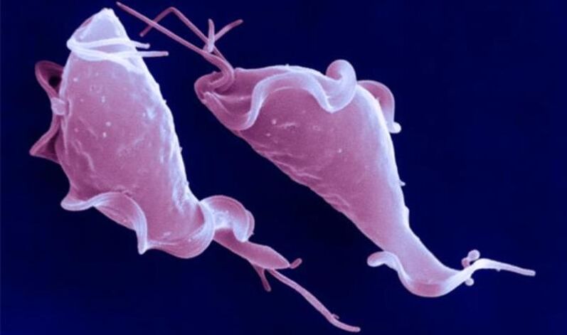 Trichomonas vaginalis yra pirmuonis parazitas, sukeliantis nevaisingumą.